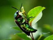 Auf der Erde existieren rund 10 Trillionen Insekten. Sie bevölkern den Planeten seit Urzeiten. Viele Kulturen achten, fürchten oder verehren sie als Götter.