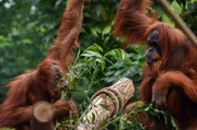 Ganz schön schlau: Die Orang-Utan Weibchen lieben knifflige Aufgaben.