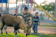 Einheimische Kinder beobachten männliche Steinböcke, die in Mitzpe Ramon, Israel, grasen. Einheimische Kinder beobachten männliche Steinböcke, die in Mitzpe Ramon, Israel, grasen.