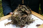 So sieht ein Haselmausnest aus: Kreisrund aus Blättern und Gras gewebt. Ja nach Jahreszeit leben Haselmäuse in verschiedenen Nestern. So sieht ein Haselmausnest aus: Kreisrund aus Blättern und Gras gewebt. Ja nach Jahreszeit leben Haselmäuse in verschiedenen Nestern.