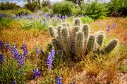 Nach einem der seltenen Regenschauer sprie&szlig;en in der W&uuml;ste im Norden Mexikos Bl&uuml;ten, die einen Echinopsis-Kaktus umgeben.