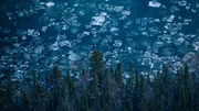 Das Eis auf den Seen ist für viele Tiere eine große Herausforderung.