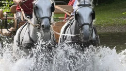 Pferdegespann mit Lipizzanern.