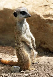 ARD/SWR EISBÄR, AFFE & CO FOLGE 161, "Zoogeschichten aus Stuttgart", am Freitag (17.12.10) um 16:10 Uhr im ERSTEN. Erdmännchen: Sie gehören zu den possierlichen Bewohnern der Wilhelma, die Erdmännchen. Ihr Sozialverhalten ist beispielhaft. Mindestens ein Tier der Gruppe hält immer Wache und signalisiert nahende Feinde. ARD/SWR EISBÄR, AFFE & CO FOLGE 161, "Zoogeschichten aus Stuttgart", am Freitag (17.12.10) um 16:10 Uhr im ERSTEN. Erdmännchen: Sie gehören zu den possierlichen Bewohnern der Wilhelma, die Erdmännchen. Ihr Sozialverhalten ist beispielhaft. Mindestens ein Tier der Gruppe hält immer Wache und signalisiert nahende Feinde.