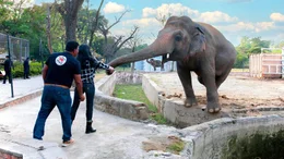 Um eine Bindung zu Kaavan aufzubauen, hilft Cher (vorne m.) Dr. Amir Kahlil (vorne l.), den Elefanten Kaavan im Zoo von Islamabad zu f&uuml;ttern.