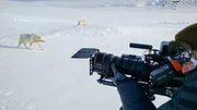 Geduld ist bei Tierfilmern generell gefragt, aber die Polarw&ouml;lfe von Ellesmere haben Kameramann Ivo N&ouml;renberg auf eine besonders harte Probe gestellt.