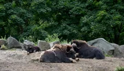 Beschäftigt werden möchte auch Moschusochsenbulle Kumpel im Tierpark. Der darf nämlich gerade nicht zu seinen Frauen und ist daher ein wenig ungehalten. Tierpflegerin Jana Simon hat einen Ball organisiert und hofft, damit Kumpels Fußballherz zu erobern.