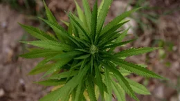 Fast die H&auml;lfte des weltweiten Haschischs soll aus Marokko stammen. In der Rif-Region wachsen die Cannabis-Pflanzen sogar am Stra&szlig;enrand.