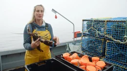 Seit der Kabeljau in den Gew&auml;ssern &uuml;berfischt wurde, ist Hummerfang die Haupteinnahmequelle f&uuml;r Fischer*innen wie Agathe Schmidt.