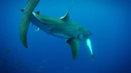 The greate white shark attacked the fish.