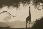 Silhouette einer Giraffe, welche von einem Baum frisst