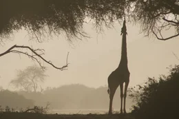 Silhouette einer Giraffe, welche von einem Baum frisst