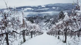 Weingarten im Winter.