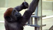 Die Gorillahandaufzuchten Vana und Tebogo machen heute einen gro&szlig;en Schritt in das Erwachsenenleben: Zum ersten Mal d&uuml;rfen sie in das Silberr&uuml;ckgehege - die Junggorillas sollen sich nach und nach der Gruppe anschlie&szlig;en.