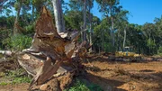 Die Zerstörung des Regenwalds ist eine der größten Bedrohungen für Amazonien.