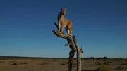 Foto eines Karakals in Namibia, S&uuml;dafrika.