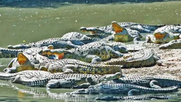 Salzwasserkrokodile lauern nicht nur im S&uuml;&szlig;wasser auf Beute - sie k&ouml;nnen auch im Salzwasser &uuml;berleben ... und gehen im offenen Ozean auf Jagd.