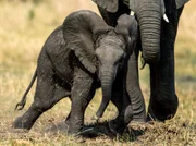 Ein kleiner Elefant tollt zwischen den Beinen seiner Mutter umher.