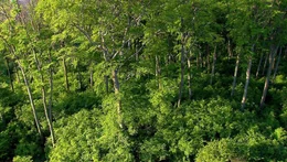Wienerwald, Ottakring.