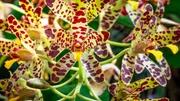 In tropischen Regenw&auml;ldern wachsen auch viele Orchideen, wie diese Ansellia africana.