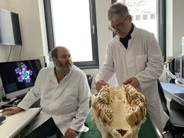 Aus dem Knochenstaub von alten Sch&auml;deln gewinnen Forschende des Instituts f&uuml;r Zoo- und Wildtierforschung in Berlin wichtige Genbausteine f&uuml;r gesunde Nash&ouml;rner.