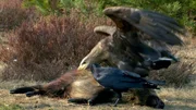 Raben und Seeadler kooperieren, um einen Wildschweinkadaver zu zerlegen