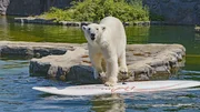 Zoo Gelsenkirchen: ein Eisbär nutzt ein Surfbrett als Spielzeug.