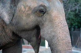 Elefant Kaavan