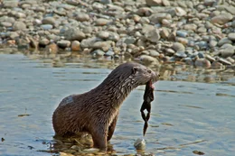 Ein Fischotter hat einen Fisch gefangen.