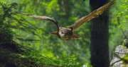 Uhu.