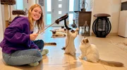 Der Ragdoll-Nachwuchs ist sehr verspielt. Nina beschäftigt die jungen Katzen mit einem Fell-Spielzeug.