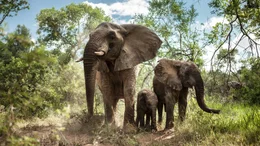 Elephants are the largest existing land animals