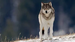 A wolf