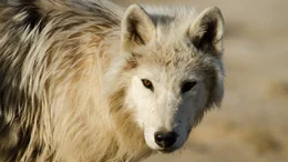 A wolf
