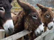 Poitouesel. Poitouesel.