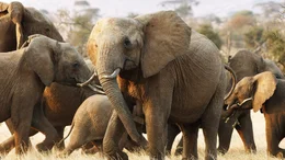 Elephants are the largest existing land animals.
