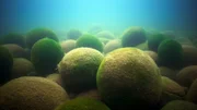 Die Grünalge Aegagropila linnaei bildet verschiedene Wuchsformen aus, unter anderem Kugeln, die in Japan in riesigen Mengen auftreten und "Marimo" genannt werden. Die Grünalge Aegagropila linnaei bildet verschiedene Wuchsformen aus, unter anderem Kugeln, die in Japan in riesigen Mengen auftreten und "Marimo" genannt werden.