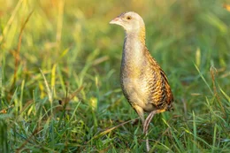 Wachtelk&ouml;nig (Crex crex) im Naturschutzgebiet P&uuml;rgg-Trautenfels.