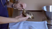 The vet examines a turtle found with a passenger.