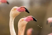 Der Tanz der Flamingos erinnert an ein Ballett mit rosa Tutus.