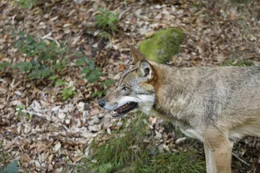 Ein Wolfsr&uuml;de aus dem Nationalpark Bayerischer Wald im Tierfreigel&auml;nde des Hauses zur Wildnis in Ludwigsthal.