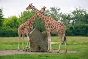 Uganda-Giraffe Lotti hat einen gesunden Bullen namens Eric zur Welt gebracht! Damit ist die Herde im Tierpark inzwischen auf zehn Tiere angewachsen. Die ersten Wochen nach der Geburt müssen Mutter und Kind noch getrennt von den anderen Giraffen im Stall leben. Im Gegensatz zu Halbschwester Jule, die eine Flaschenaufzucht war, klappt bei klein Eric das Milch trinken bei Mama Lotti problemlos. - Bei den Uganda-Giraffen im Tierpark steht wieder Nachwuchs ins Haus. Uganda-Giraffe Lotti hat einen gesunden Bullen namens Eric zur Welt gebracht! Damit ist die Herde im Tierpark inzwischen auf zehn Tiere angewachsen. Die ersten Wochen nach der Geburt müssen Mutter und Kind noch getrennt von den anderen Giraffen im Stall leben. Im Gegensatz zu Halbschwester Jule, die eine Flaschenaufzucht war, klappt bei klein Eric das Milch trinken bei Mama Lotti problemlos. - Bei den Uganda-Giraffen im Tierpark steht wieder Nachwuchs ins Haus.
