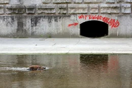 Biber, Wienfluss.