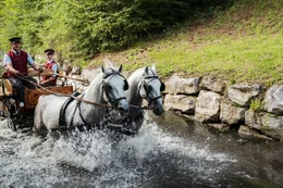 Pferdegespann mit Lipizzanern.