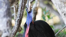 The cassowary is a large, flightless bird most closely related to the emu.