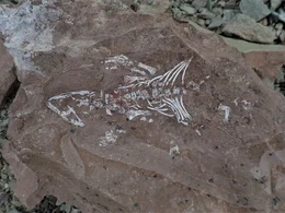 Die Bandbreite der am Shackleton-Gletscher gefundenen Fossilien reicht von fr&uuml;hen Proto-Reptilien aus der Trias bis zu Dinosauriern aus der Kreidezeit.