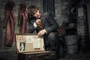 Newt Scamander (Eddie Redmayne)