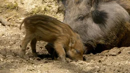 Universum: "Kitz & Co - Die Kunst des Verschwindens", Warum hat ein Rehkitz wei&szlig;e Flecken - und warum verschwinden sie, wenn es &auml;lter wird? Wieso sind Frischlinge gestreift und erwachsene Wildschweine nicht? Es sind ausgefeilte Tarnstrategien, die Kitz & Co das &Uuml;berleben in der Natur sichern sollen. Universum-Regisseur Kurt M&uuml;ndl begleitet das Heranwachsen eines Rehkitzes und zeigt, wie Tierkinder das Versteckspiel im Wald meisterlich beherrschen.Im Bild: Frischling und Muttersau.  SENDUNG: ORF2 - SO - 31.12.2017 - 17:05 UHR. - Veroeffentlichung fuer Pressezwecke honorarfrei ausschliesslich im Zusammenhang mit oben genannter Sendung oder Veranstaltung des ORF bei Urhebernennung.  Foto: ORF/Kurt M&uuml;ndl Film/Franz Cee.  Anderweitige Verwendung honorarpflichtig und nur nach schriftlicher Genehmigung der ORF-Fotoredaktion.  Copyright: ORF, Wuerzburggasse 30, A-1136 Wien, Tel. +43-(0)1-87878-13606
