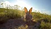 Die Kaninchen legen ihre Baue im feinen Sand des Seedammes an.