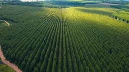 Baumplantagen mit Monukulturen sind keine intakten &Ouml;kosysteme.